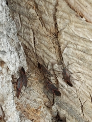 Boisea rubrolineata