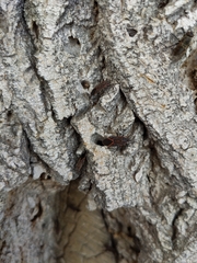 Boisea rubrolineata