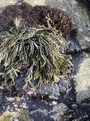 Pelvetiopsis limitata