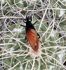 Protomydas rubidapex