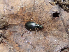 Agonum extensicolle