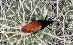 Protomydas rubidapex