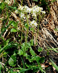 Micranthes porsildiana