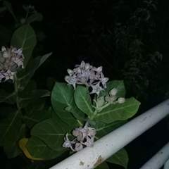Calotropis gigantea