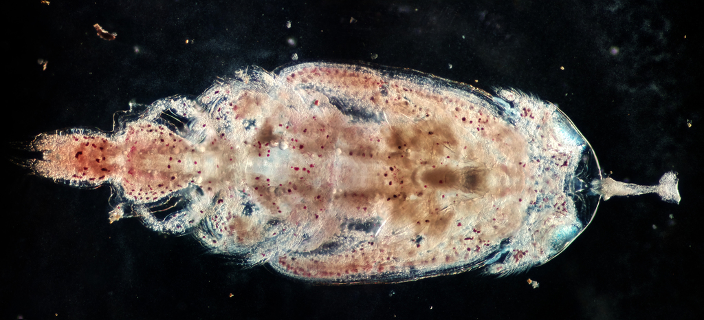 Caligus clemensi