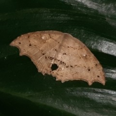 Coelurotricha curvilinea