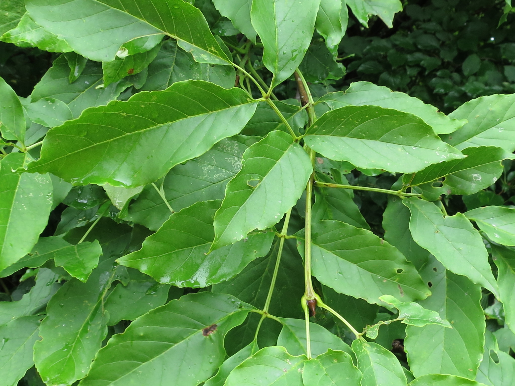 Fraxinus chinensis