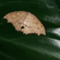 Coelurotricha curvilinea