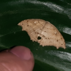 Coelurotricha curvilinea
