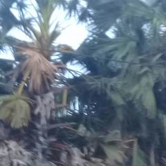 Borassus flabellifer