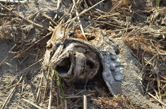 Sciaenops ocellatus