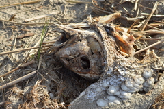 Sciaenops ocellatus