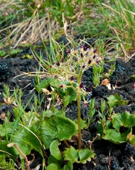 Micranthes porsildiana