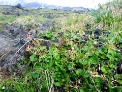 Micranthes porsildiana