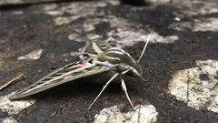 Hyles lineata