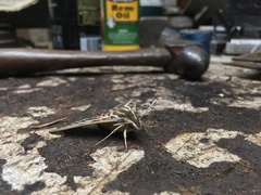 Hyles lineata