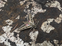 Hyles lineata