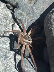 Dolomedes aquaticus