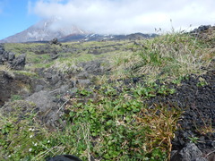 Micranthes porsildiana