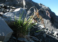 Poa novae-zelandiae
