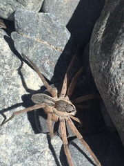 Dolomedes aquaticus