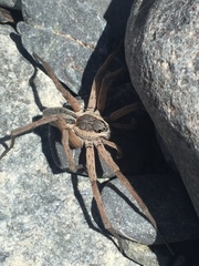 Dolomedes aquaticus