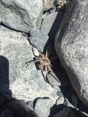 Dolomedes aquaticus