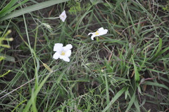 Nierembergia rigida