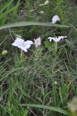 Nierembergia rigida