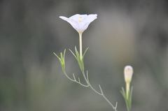 Nierembergia rigida