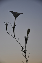 Nierembergia rigida