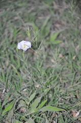 Nierembergia rigida
