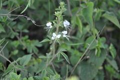 Cleome aculeata