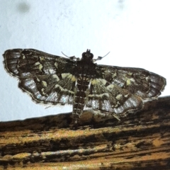 Eurrhyparodes splendens