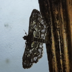 Eurrhyparodes splendens