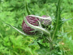 Cirsium maackii