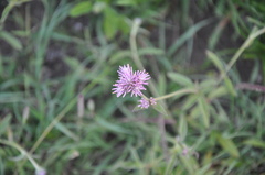 Gomphrena pulchella