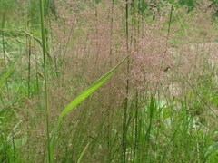 Agrostis vinealis trinii