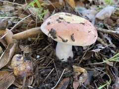Russula bicolor