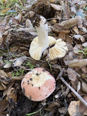 Russula bicolor
