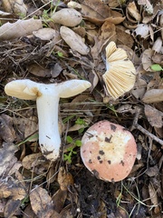 Russula bicolor