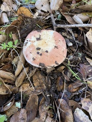 Russula bicolor