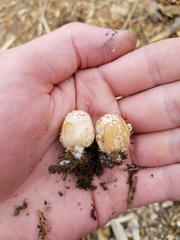 Coprinopsis atramentaria