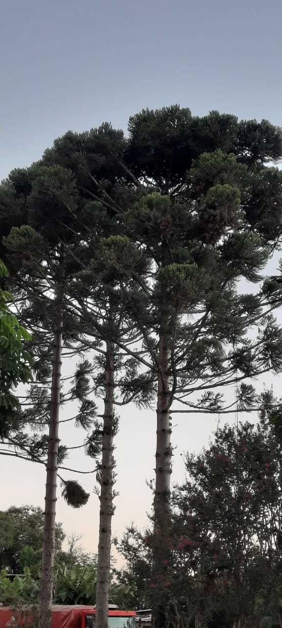 Araucaria angustifolia