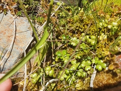 Hydrocotyle sulcata