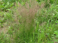 Agrostis vinealis trinii