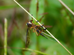 Diogmites discolor