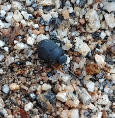 Boreocanthon simplex