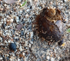 Boreocanthon simplex