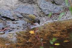 Phrygilus